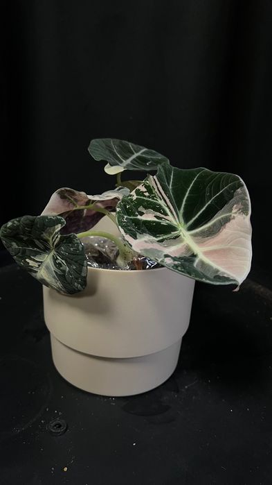 Алоказія black velvet pink var