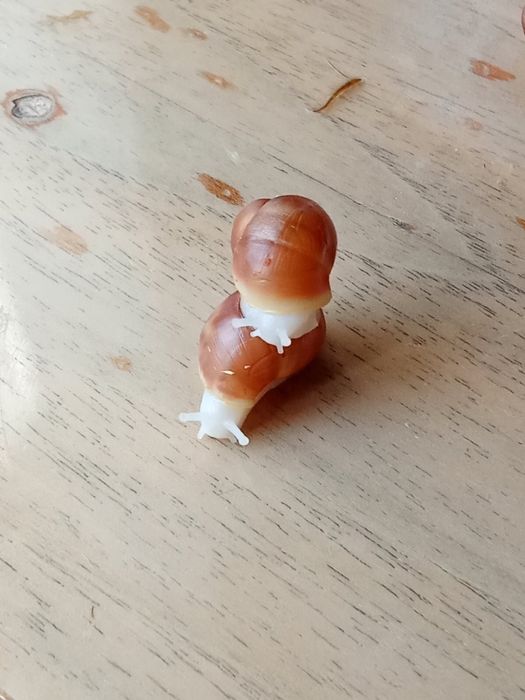 Улитята архахатины вентрикозы