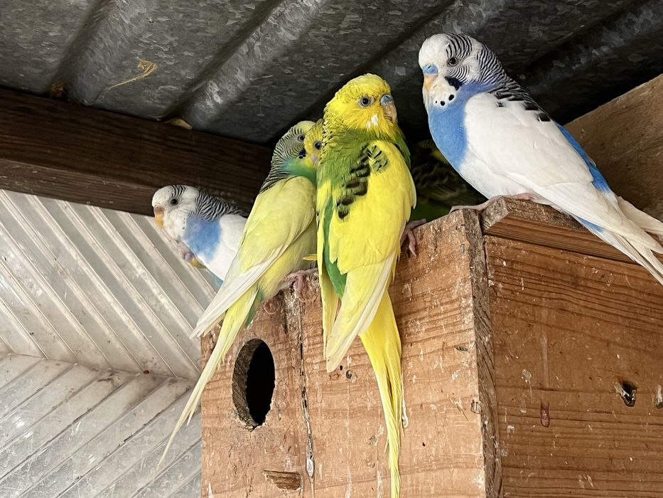 Varios piriquitos para venda