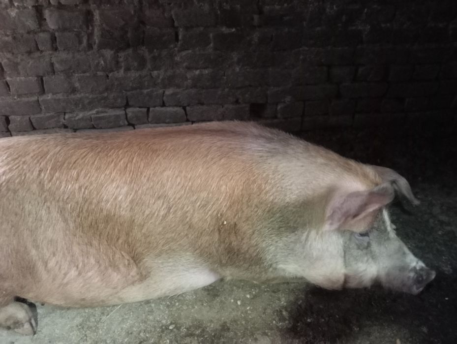 Продам домашню свиню