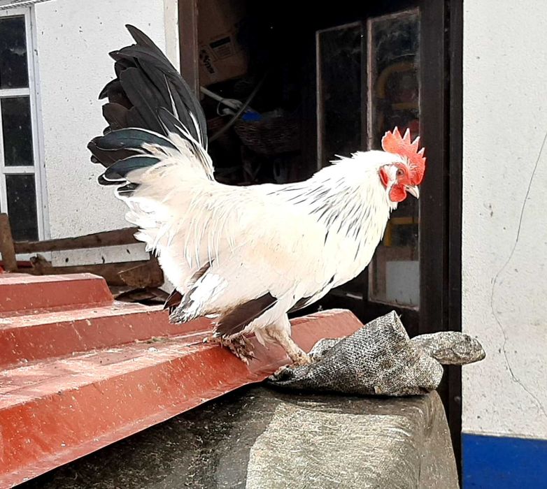 Vende-se galo Nagazaki cruzado com Mil Flores em Mafra/Ericeira