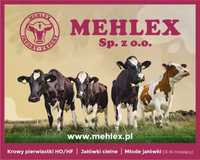Mehlex Jałowice cielne z Niemiec