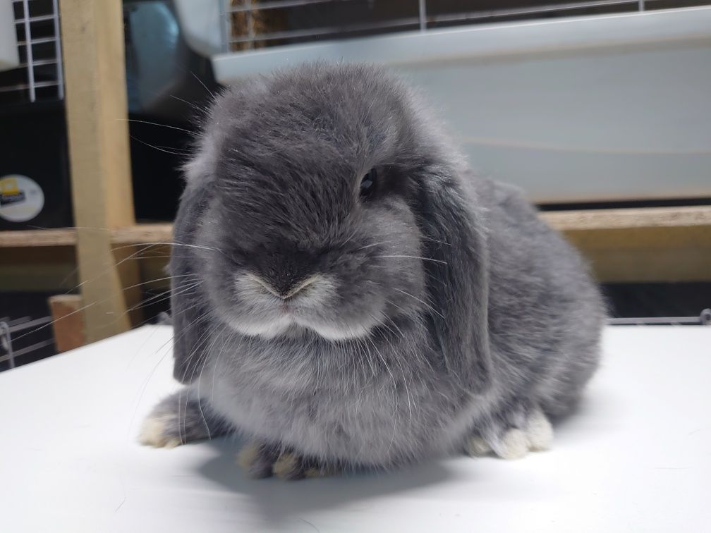 Króliki Mini -Lop  Blue Fox