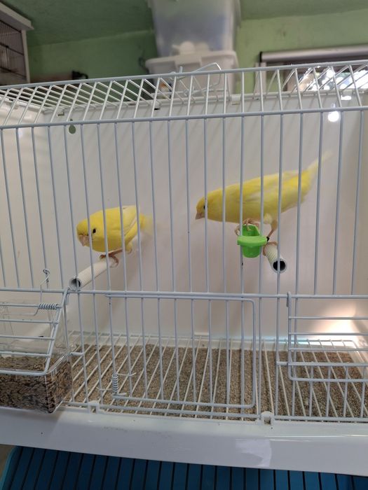 Canarios de qualidade