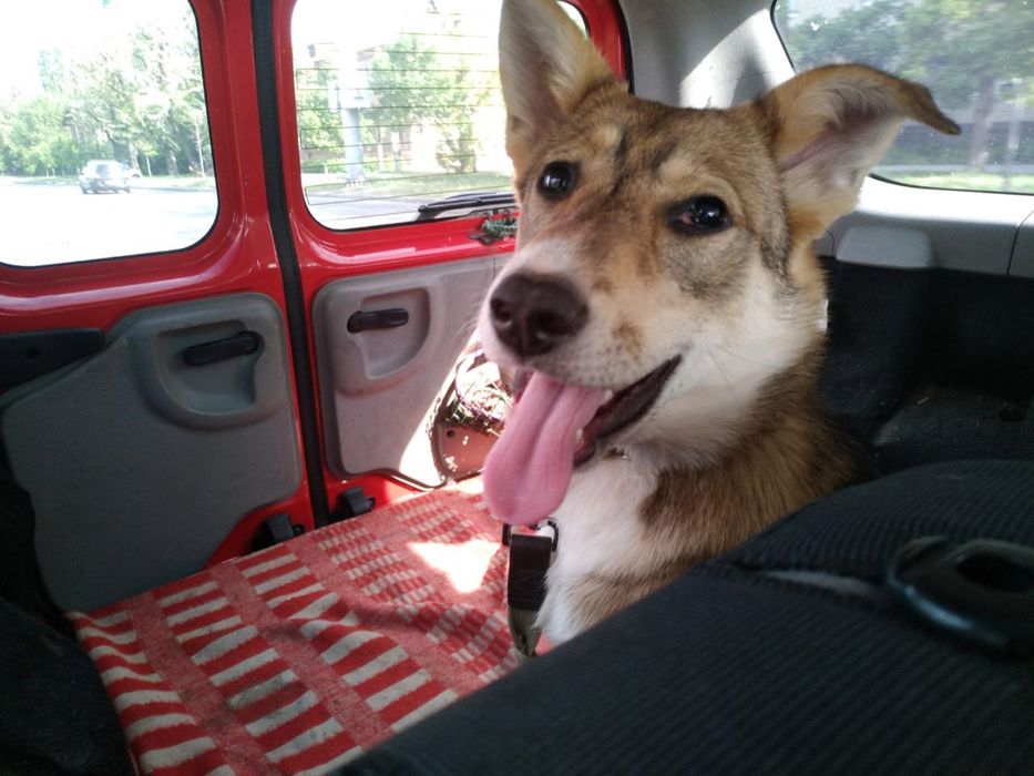 Терміново! Потрібні домівки цим сестричкам!