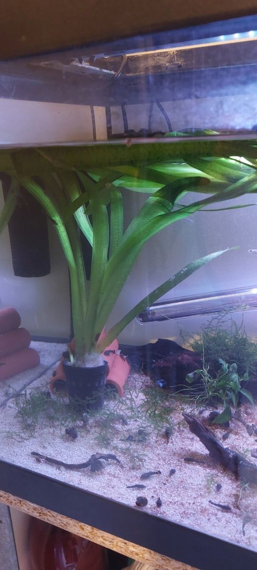 (PROMOÇÃO)Kribensis // Plantas
