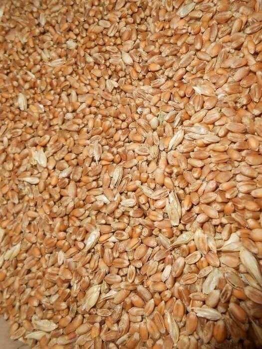 Sprzedam pszenicę, kukurydzę suchą