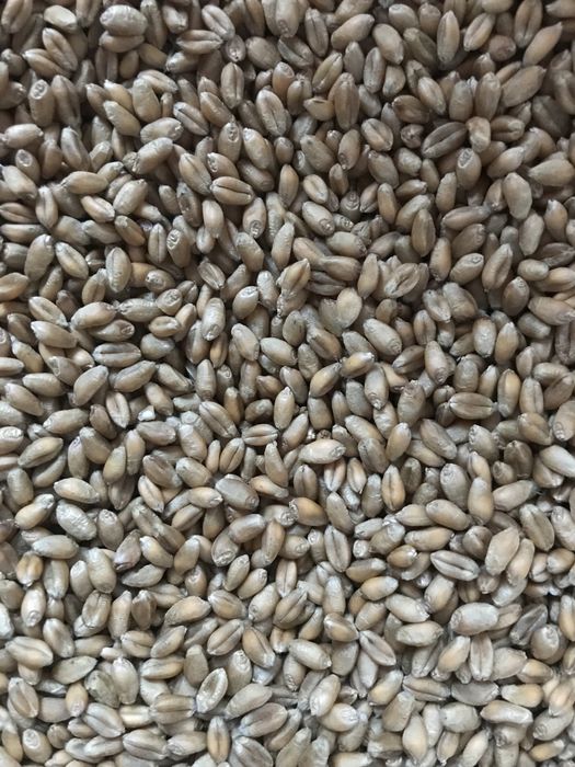 Пшениця посівна  «юлія»