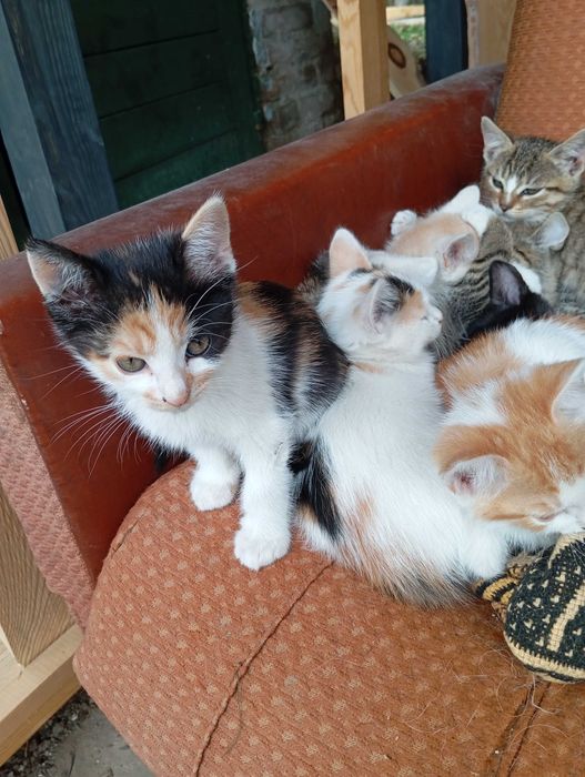 Oddam kotki w dobre ręce