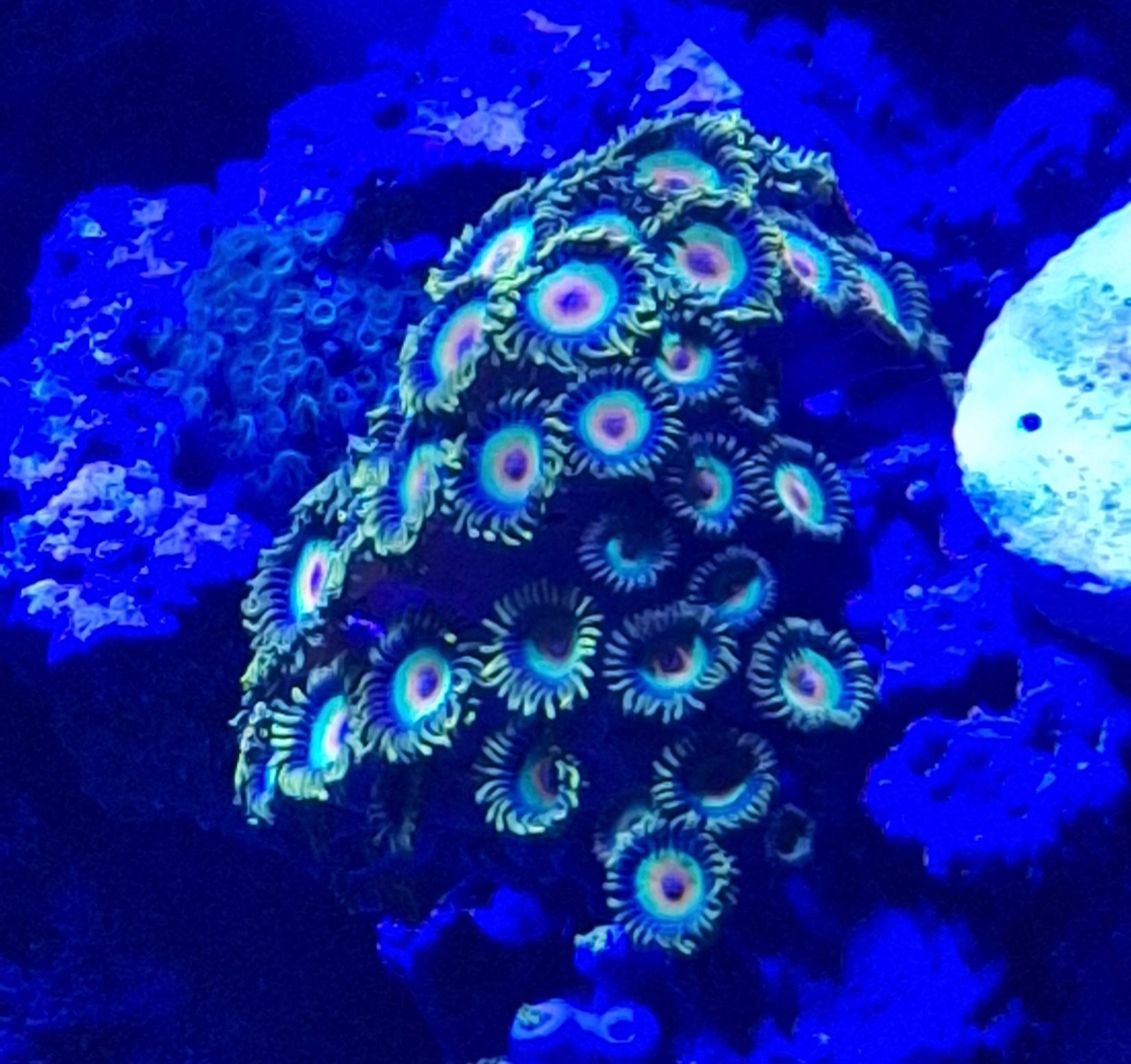 Zoantharia para aquario