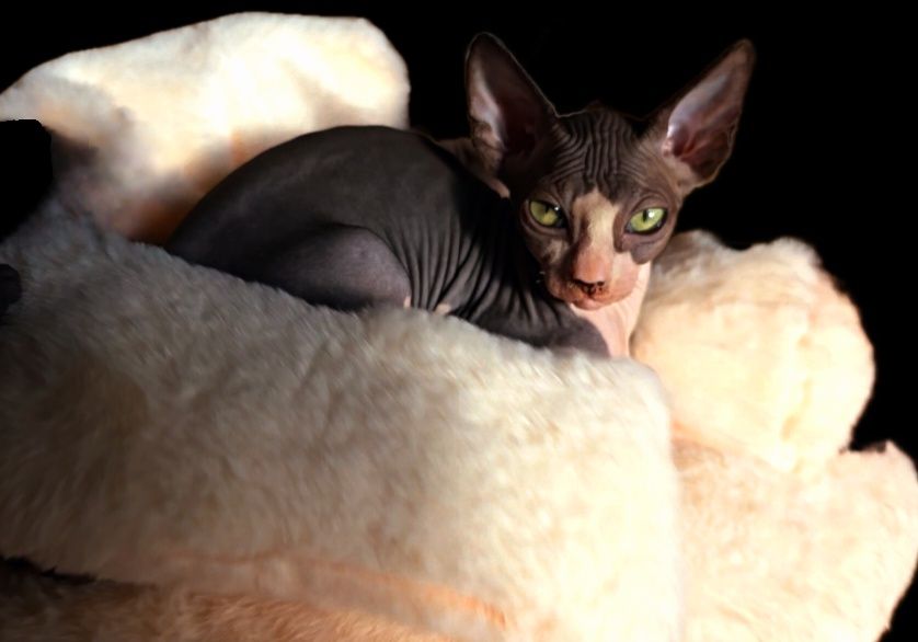 Kot sfinks przepiękny przekochany kocurek grzeczniutki