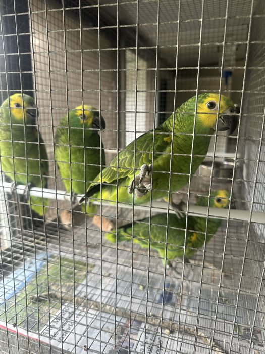 Amazonas Aestiva Xanthopterys