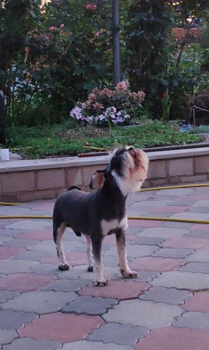 Річний хлопчик породи цвергшнауцер з документами КСУ