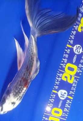 Carpas  Koi - Nishikigoi