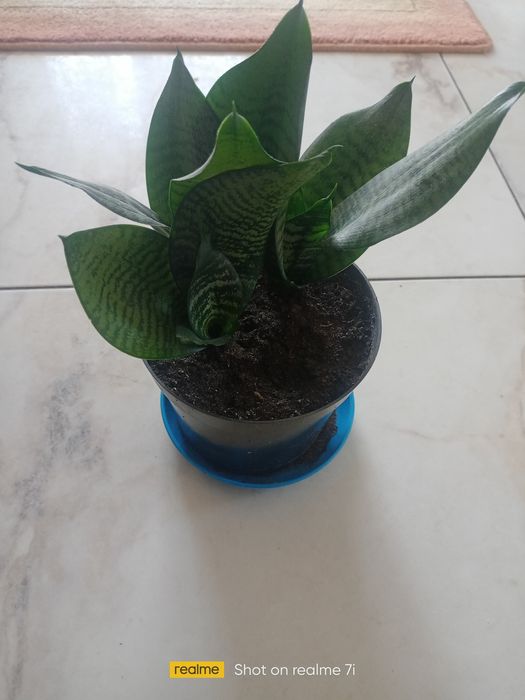 Sansewieria niska