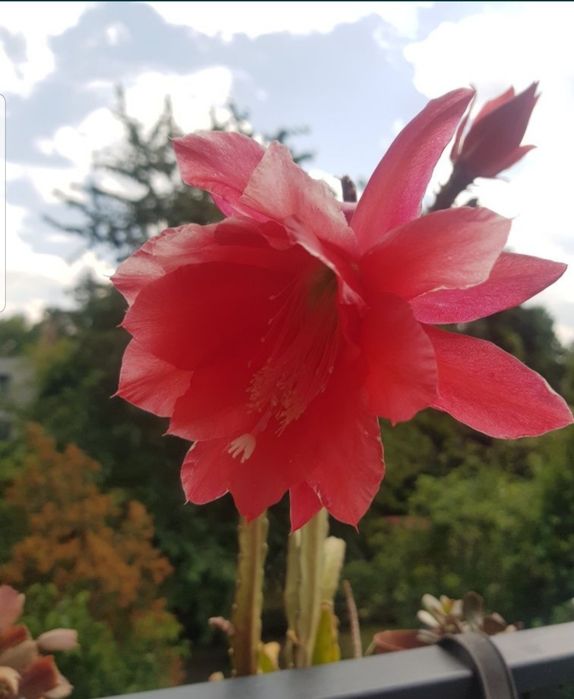 Epiphyllum kwiat doniczkowy