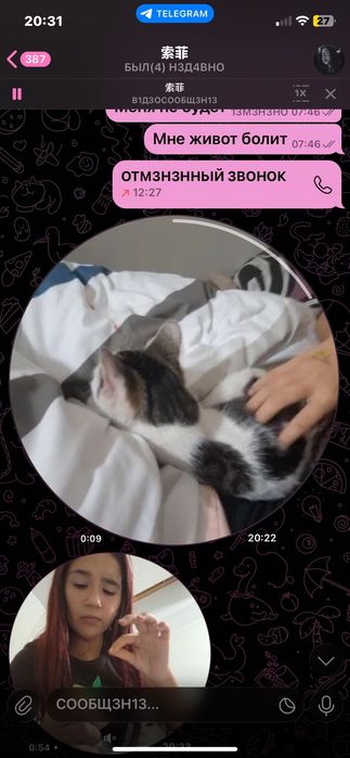 Oddam kotka za darmo