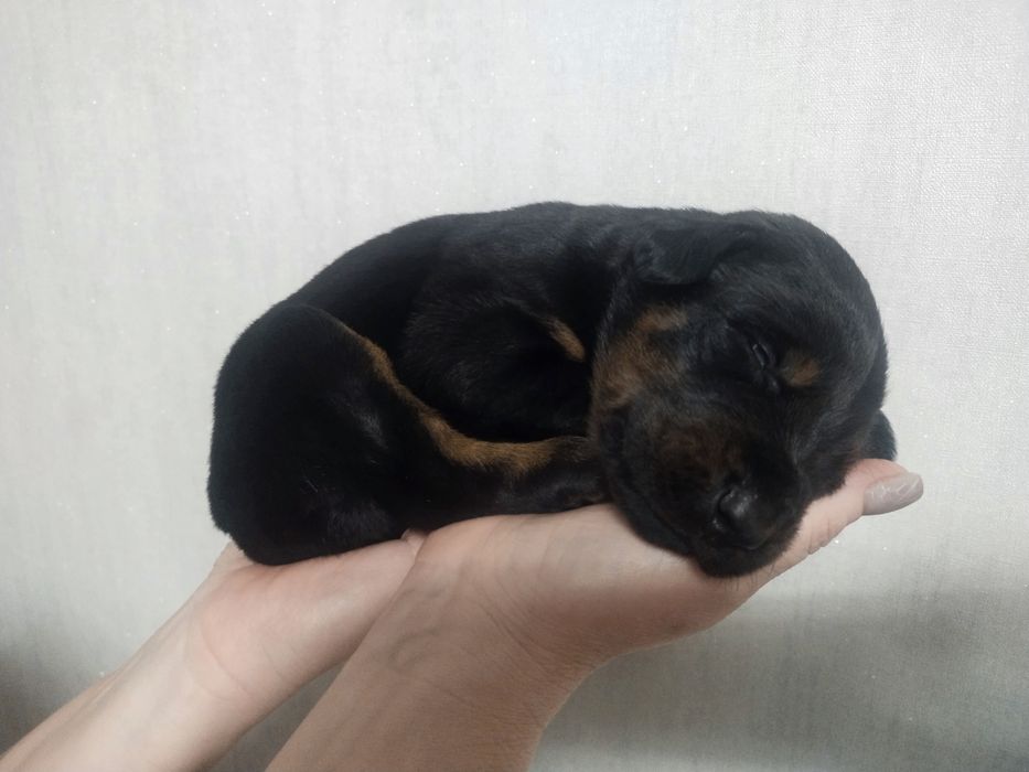 Продаж цуценят добермана