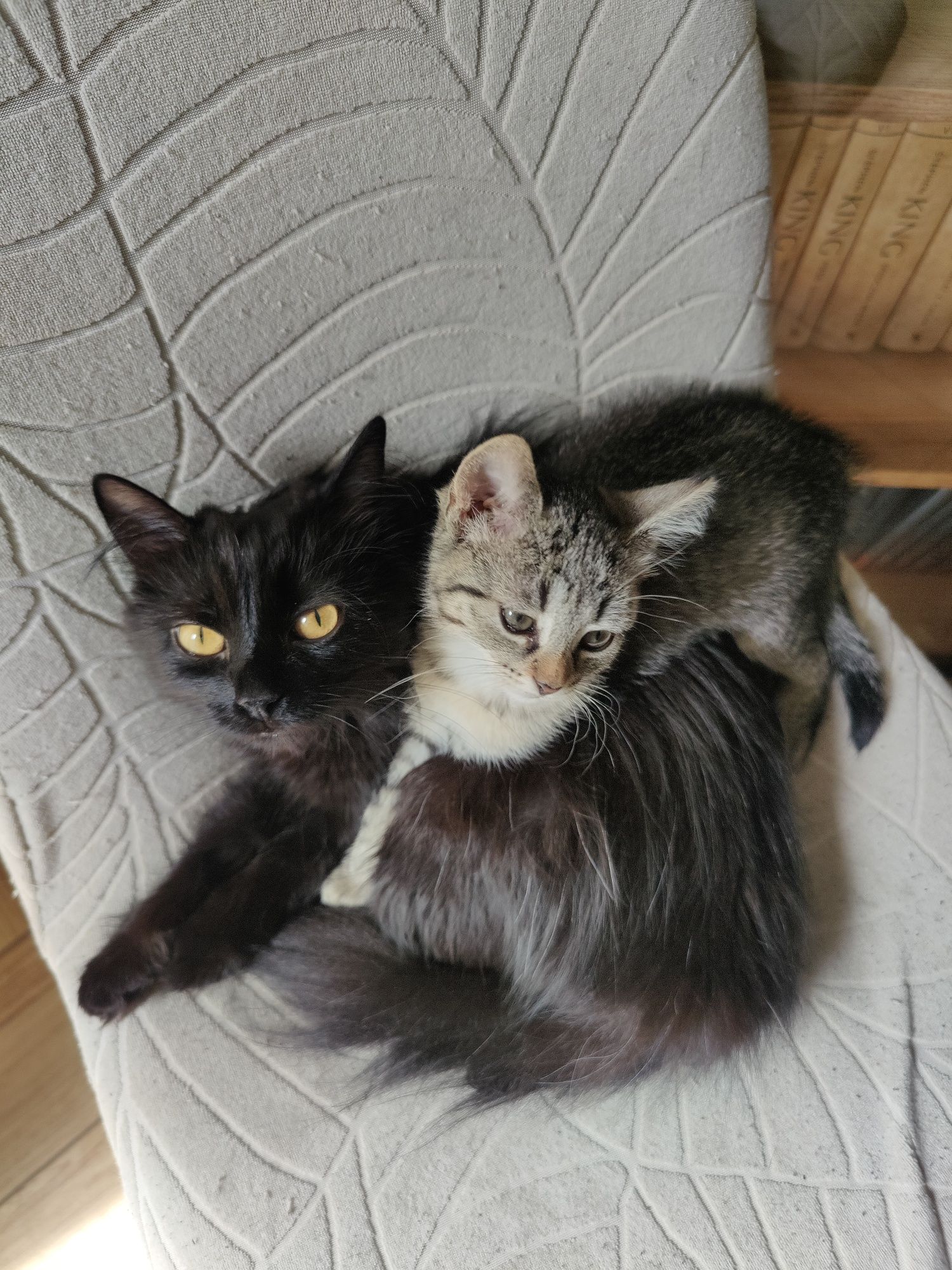 10 tygodniowe kotki do adopcji