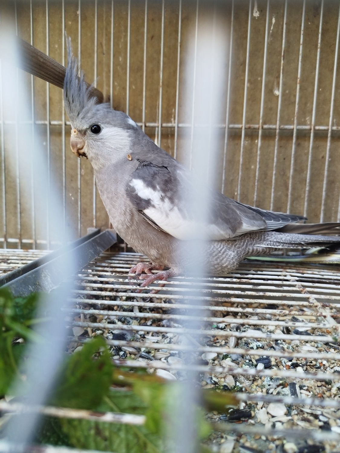 Caturra cinzenta