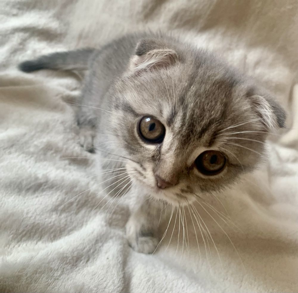 Срочно! шотландские вислоухие котята!