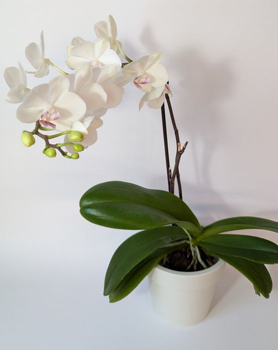 Орхідея "Pearl White "