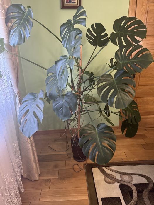 Monstra 160 cm wysokosci