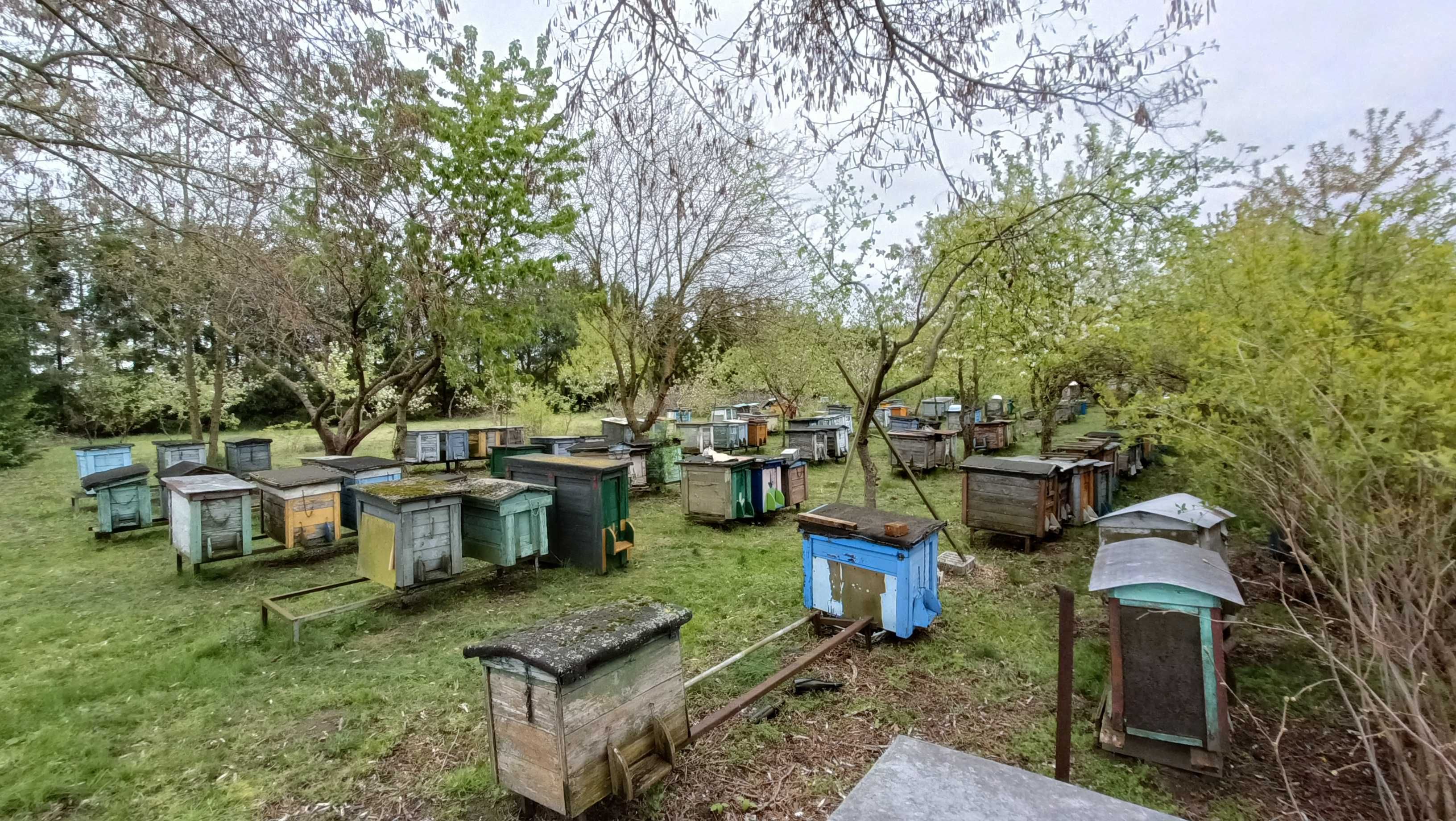 Sprzedam ule warszawskie poszerzane i dadanowskie