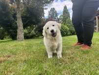 Szczenięta golden retriver z domowej hodowli dostępnod połowy sierpnia