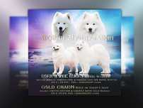 Samoyed szczeniak ZKwP FCI  Suczka