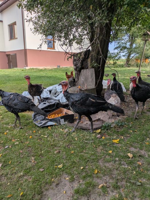 indyki ładne duże
