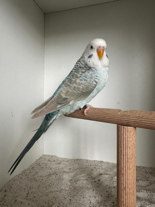 Casais de periquitos asa negra puro e portador