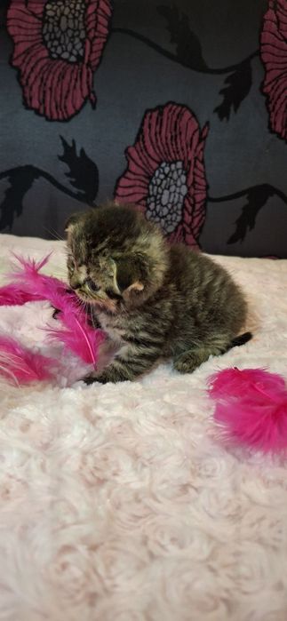 Кошенята Шотландські, котики, коти висловухі, породисті кошенята.