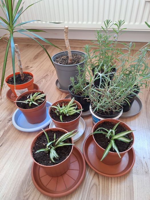 Draceny, lawendy - ukorzenione młode sadzonki w doniczkach