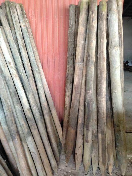 Paus tratados Baratos