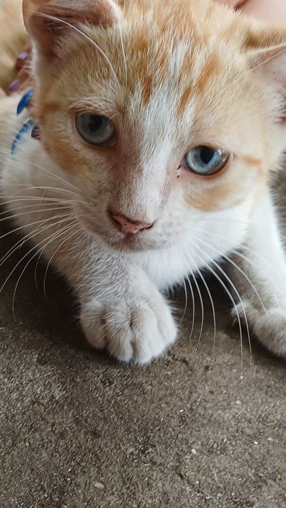 Gatos para adoção