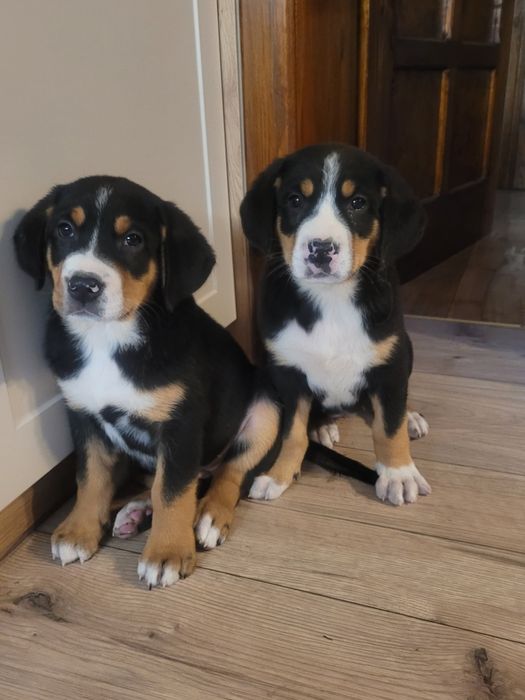 Duży Szwajcarski Pies Pasterski FCI