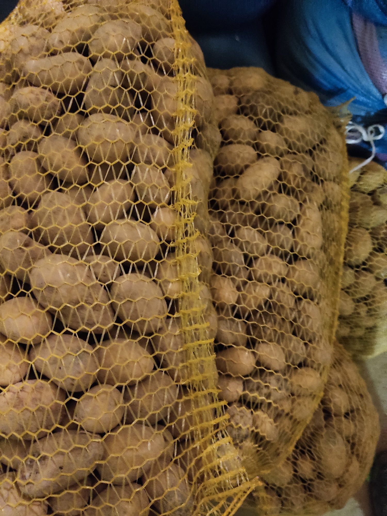 Ziemniaki SORAYA