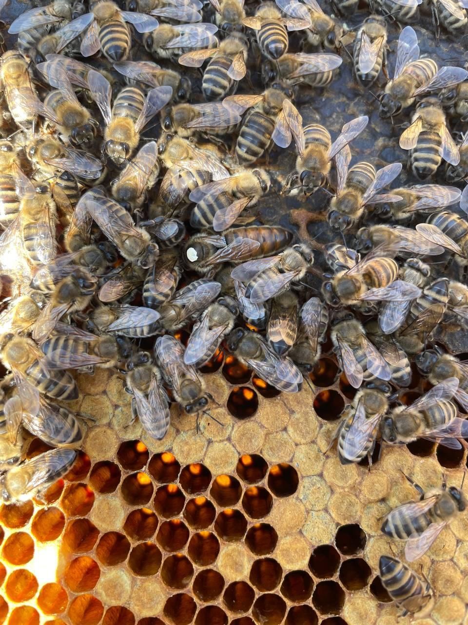 Бджолопакети , пакети бджіл Карніка