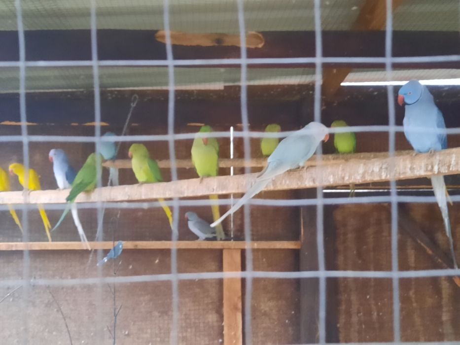 Aleksandretta obrożna