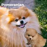 Szpic miniaturowy sunia