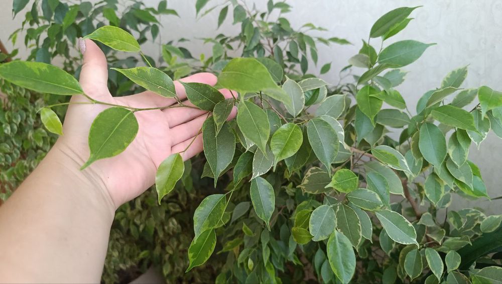 Фікуси Бенджаміна різних сортів, Регідан, Анастасія Старлайт, Голден К