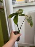 Syngonium mohito