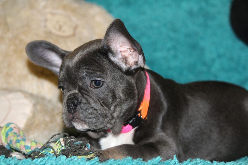 Девочка французкого бульдога