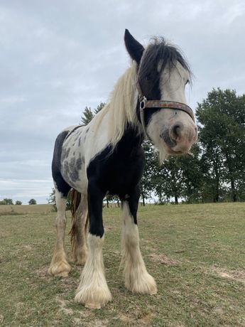 Klacz Tinker, irish cob