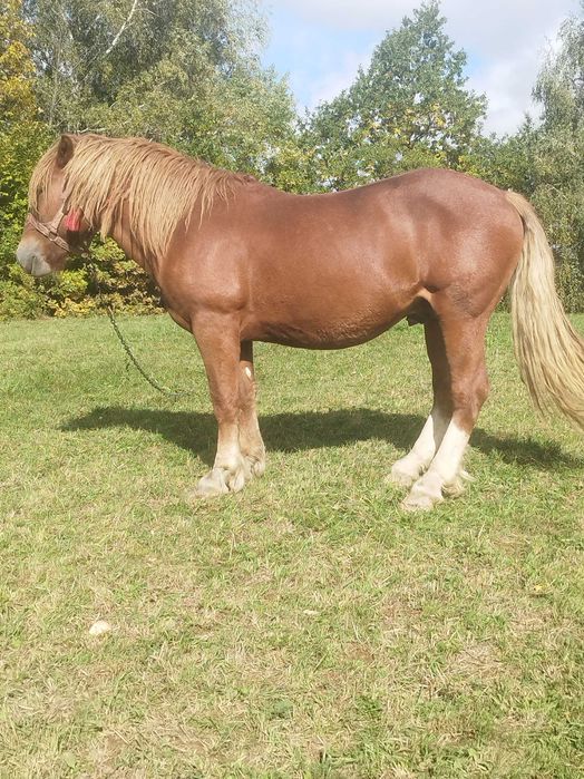 Продам жеребчика