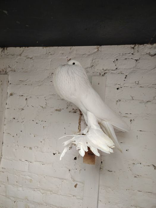 Biała samica Pomorska