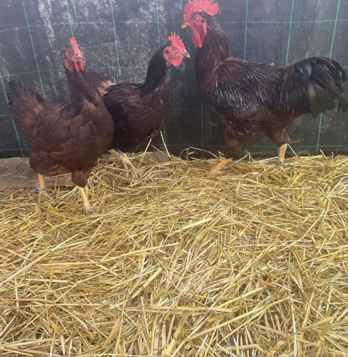 Rhode island red ovos
