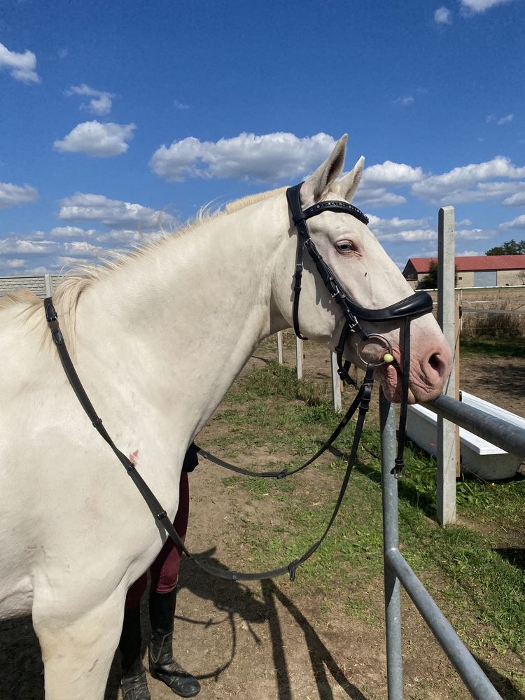 Sprzedam pięknego Konia Cremello! Andaluz.