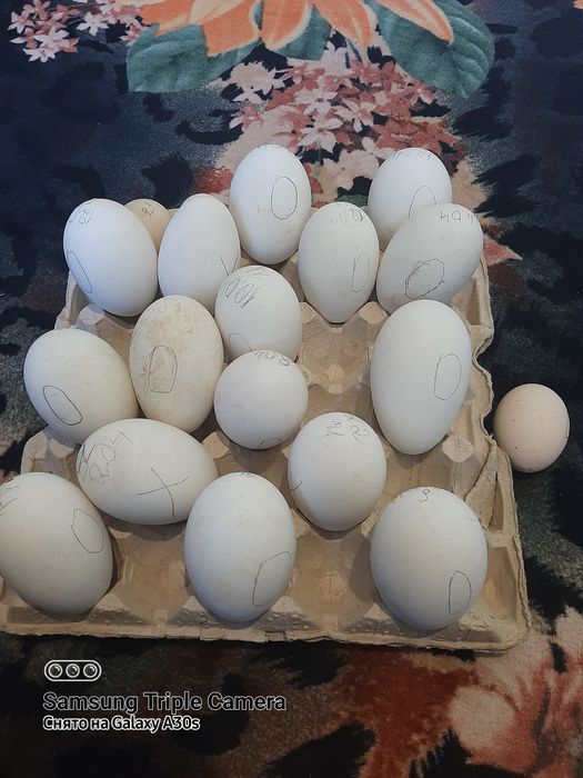 Гуси породы серая украинская четыре штуки